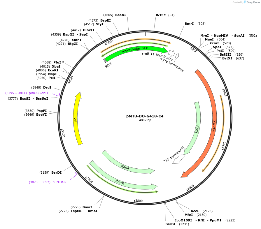 160342-plasmid-map-sequence-id-318012