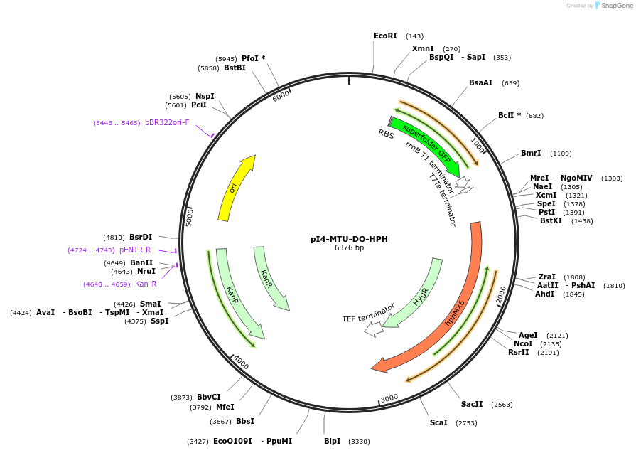 160216-plasmid-map-sequence-id-318013
