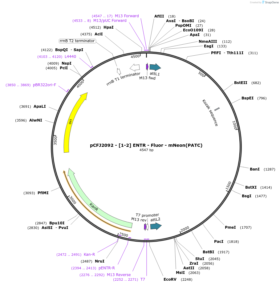 159853-plasmid-map-sequence-id-318016