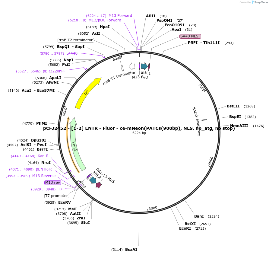 159854-plasmid-map-sequence-id-318017