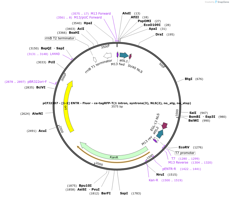 159856-plasmid-map-sequence-id-318019