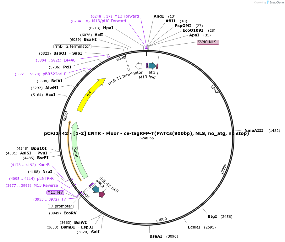 159858-plasmid-map-sequence-id-318023