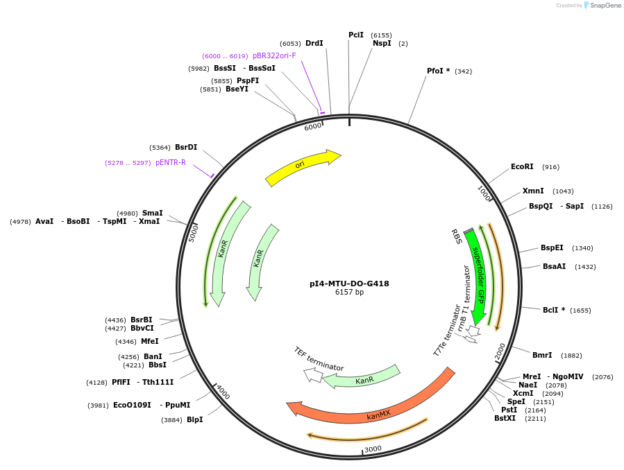 160215-plasmid-map-sequence-id-318035