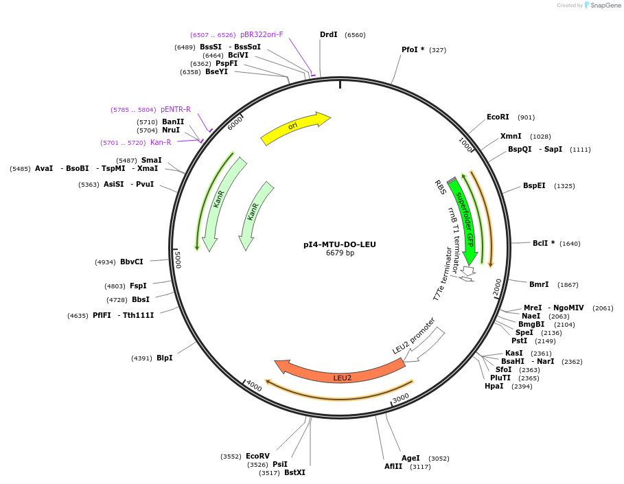 160029-plasmid-map-sequence-id-318043