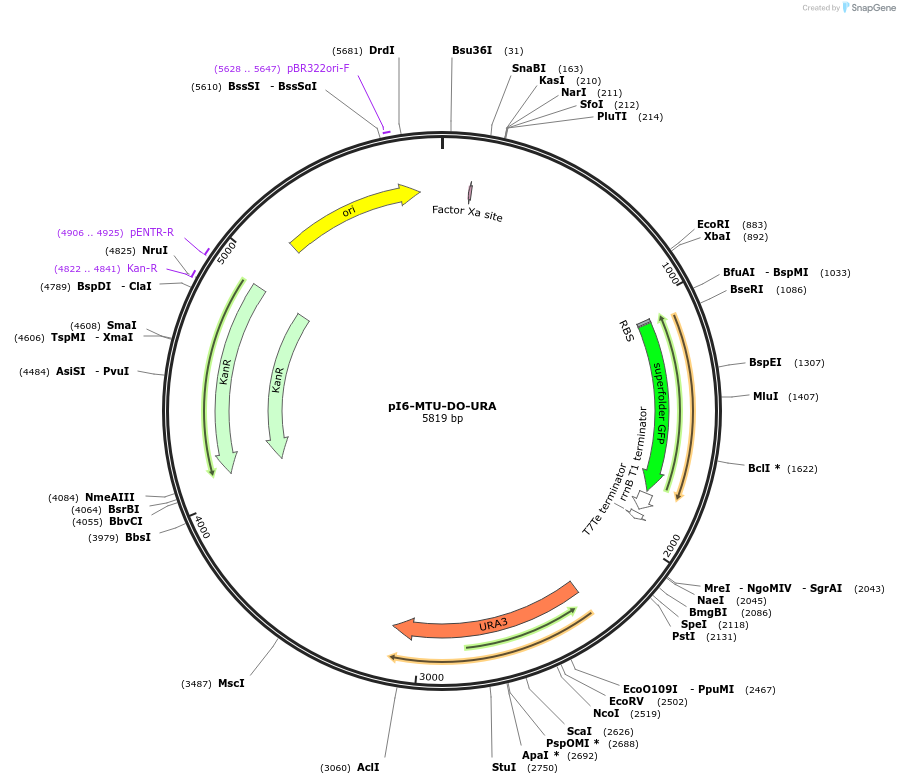160030-plasmid-map-sequence-id-318047