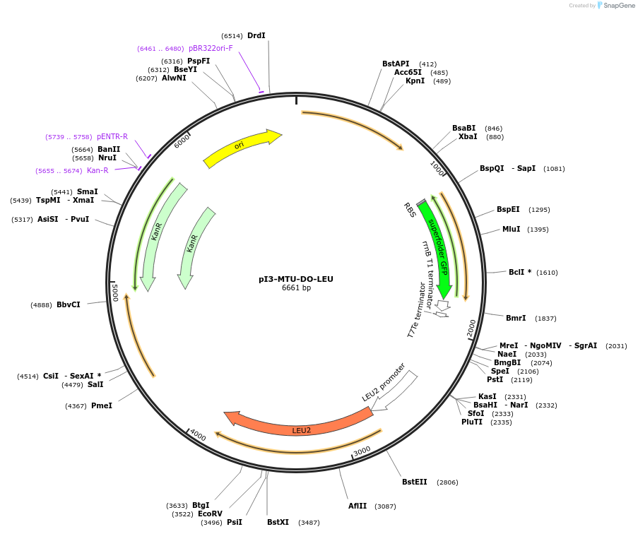 160176-plasmid-map-sequence-id-318049