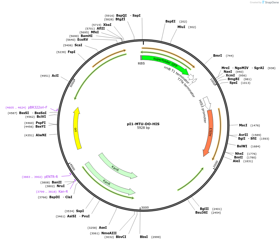 160142-plasmid-map-sequence-id-318051