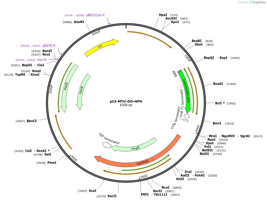 160207-plasmid-map-sequence-id-318052