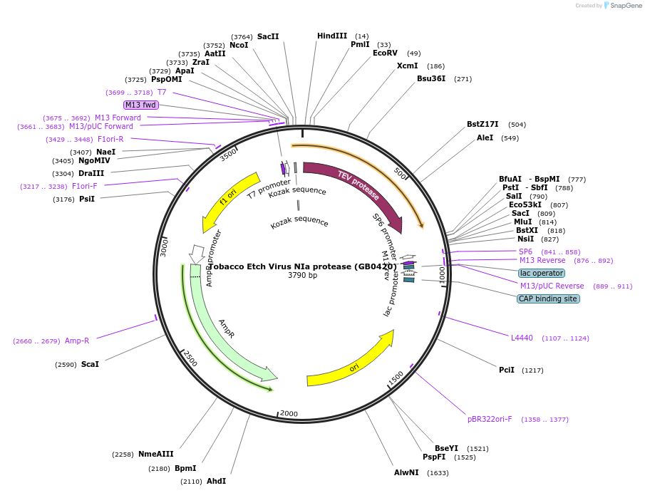160553-plasmid-map-sequence-id-318058
