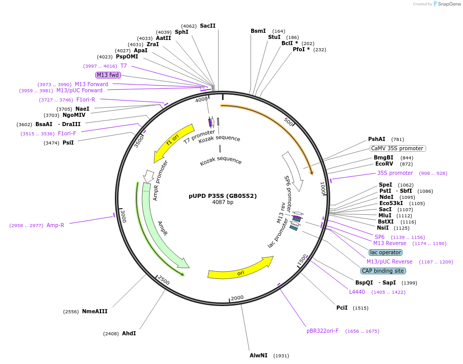 160554-plasmid-map-sequence-id-318059