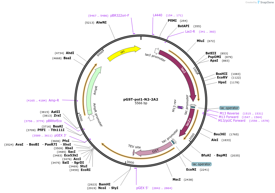 160991-plasmid-map-sequence-id-318089