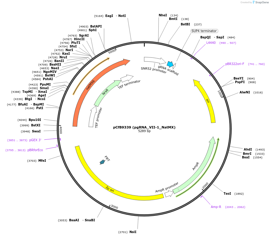 161591-plasmid-map-sequence-id-318097