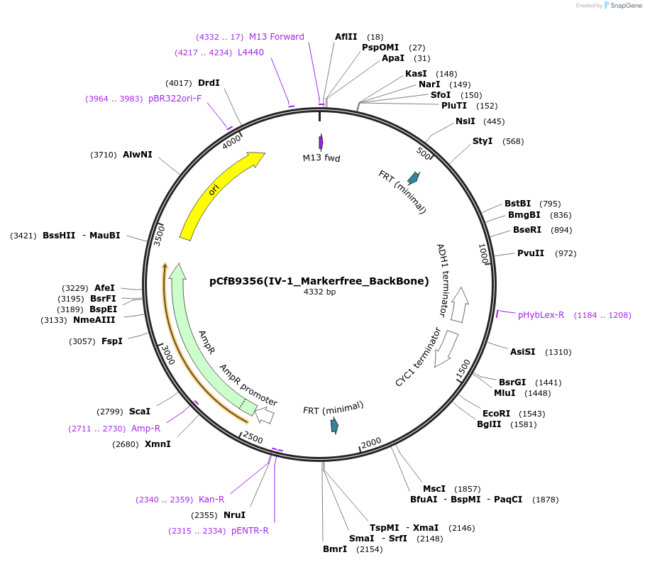 161598-plasmid-map-sequence-id-318101