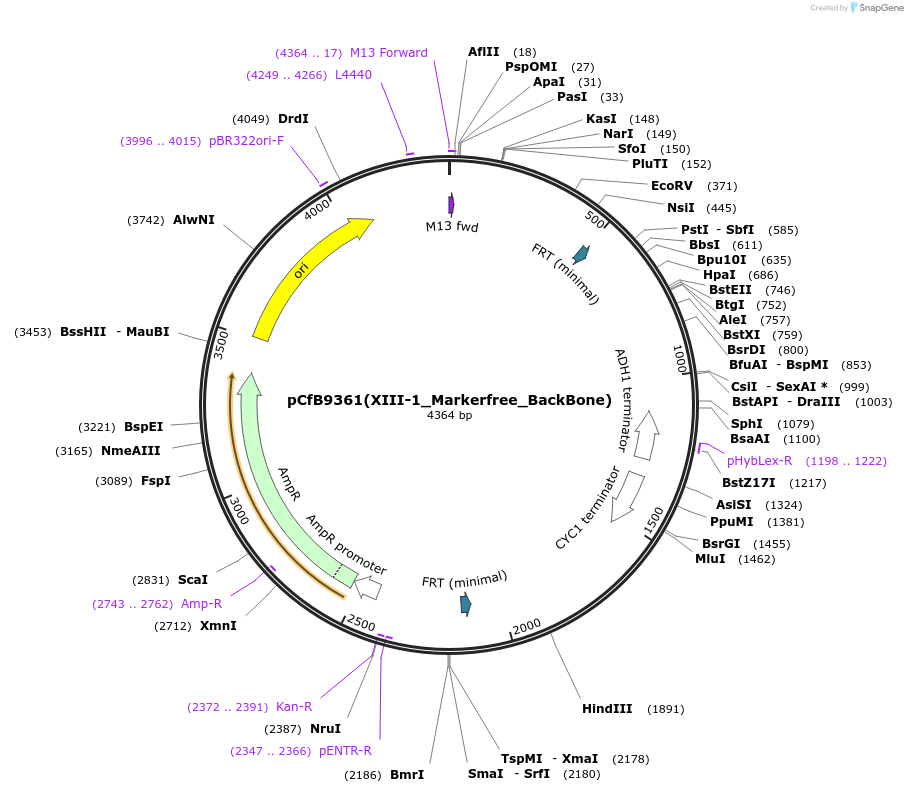 161602-plasmid-map-sequence-id-318102