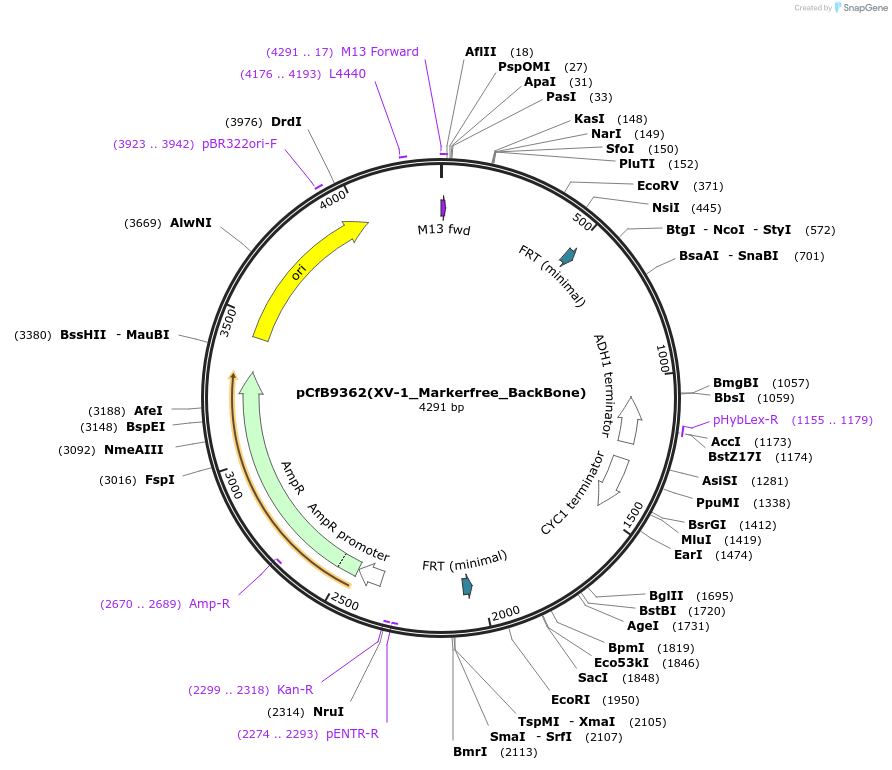 161603-plasmid-map-sequence-id-318103