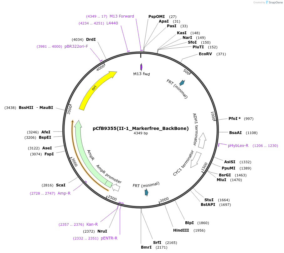 161597-plasmid-map-sequence-id-318106