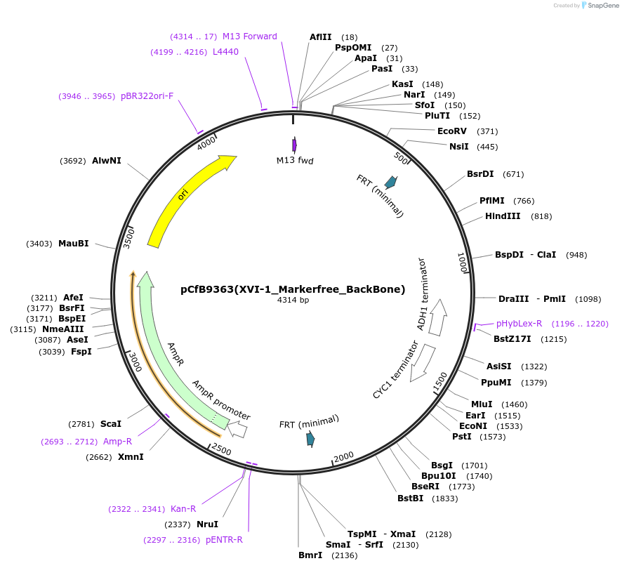 161604-plasmid-map-sequence-id-318109