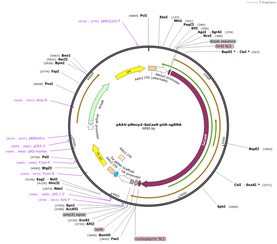 159173-plasmid-map-sequence-id-318113