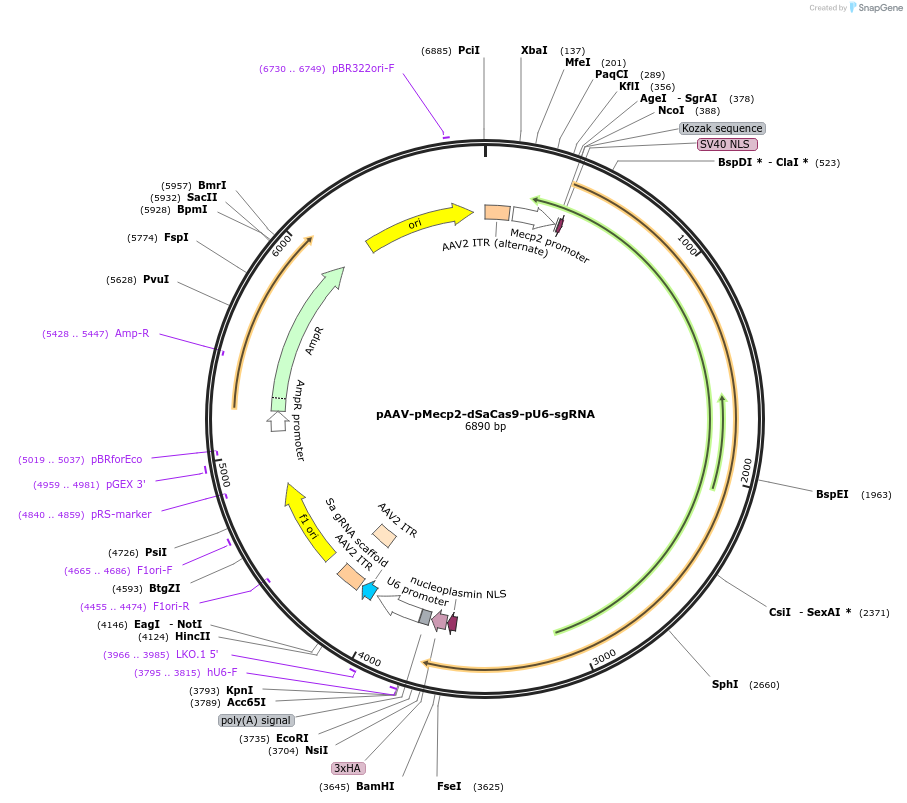 159174-plasmid-map-sequence-id-318117