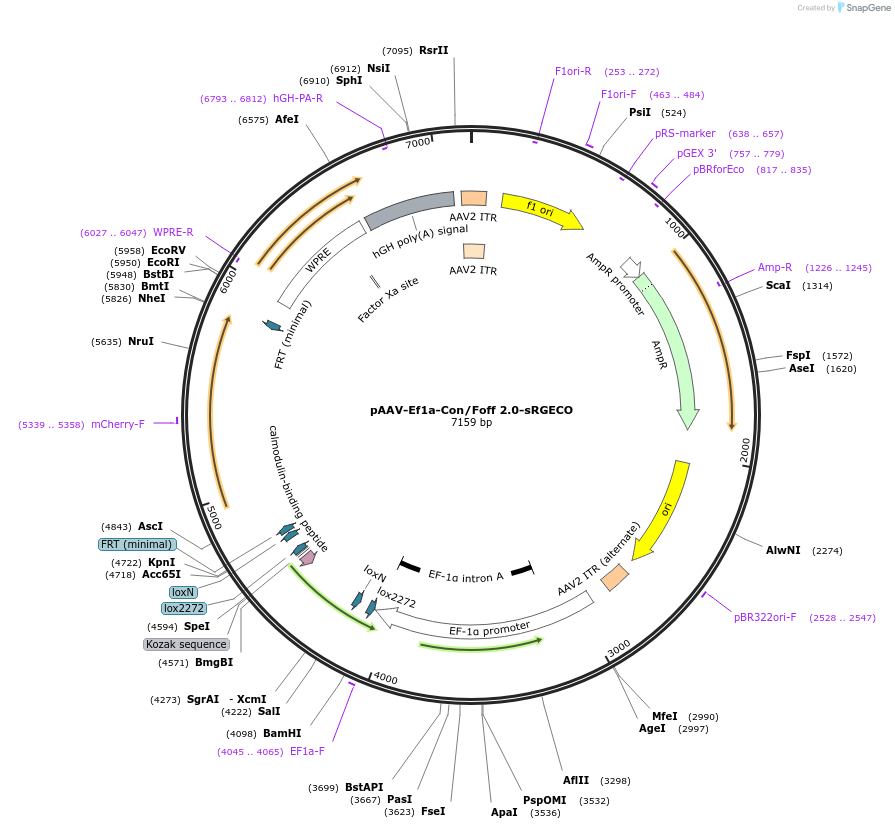 137127-plasmid-map-sequence-id-318123