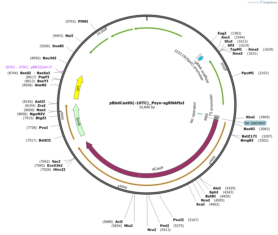 149591-plasmid-map-sequence-id-318124