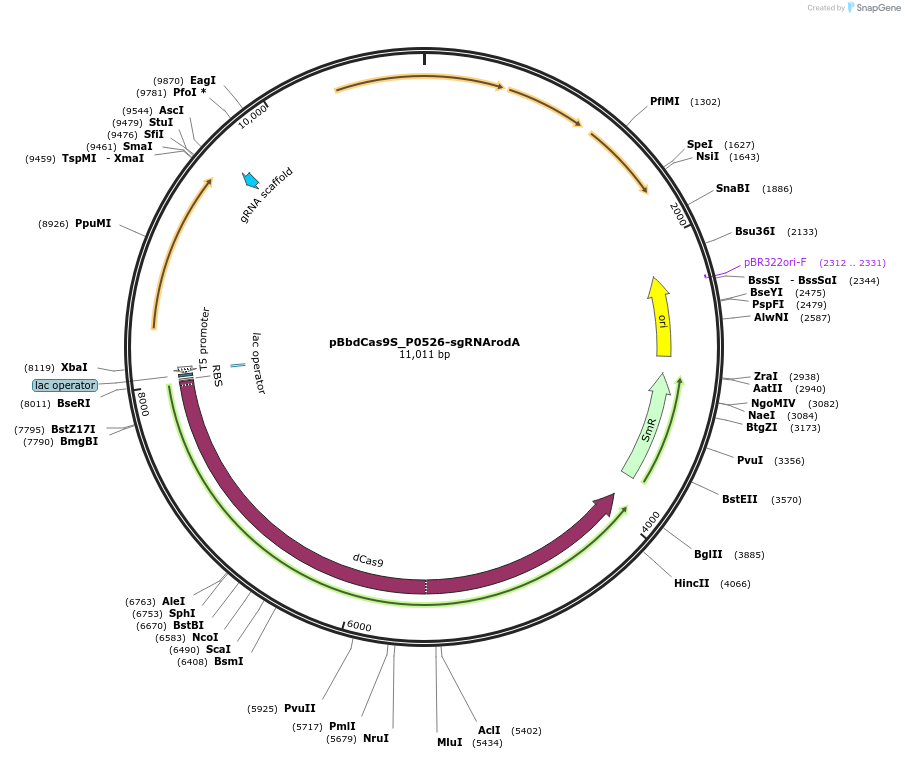 149658-plasmid-map-sequence-id-318126