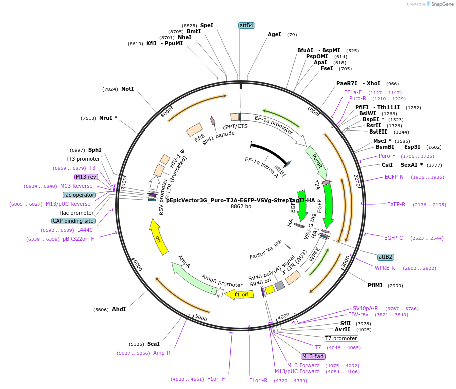 162080-plasmid-map-sequence-id-318135