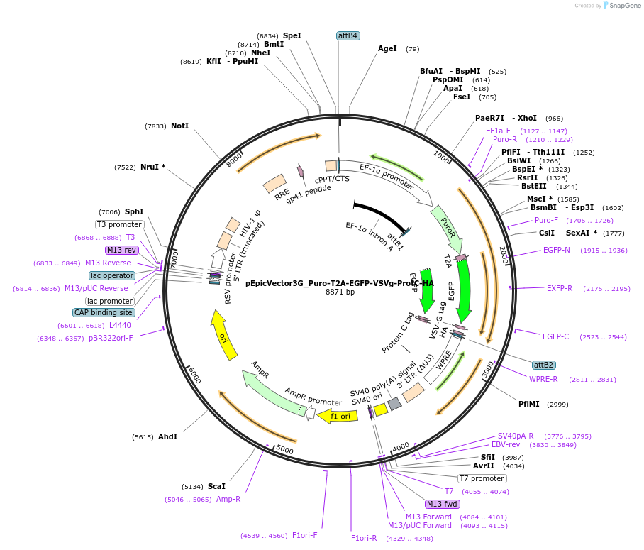 162083-plasmid-map-sequence-id-318139