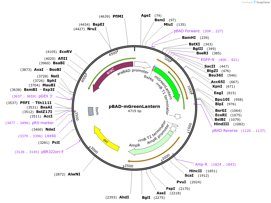 161913-plasmid-map-sequence-id-318141