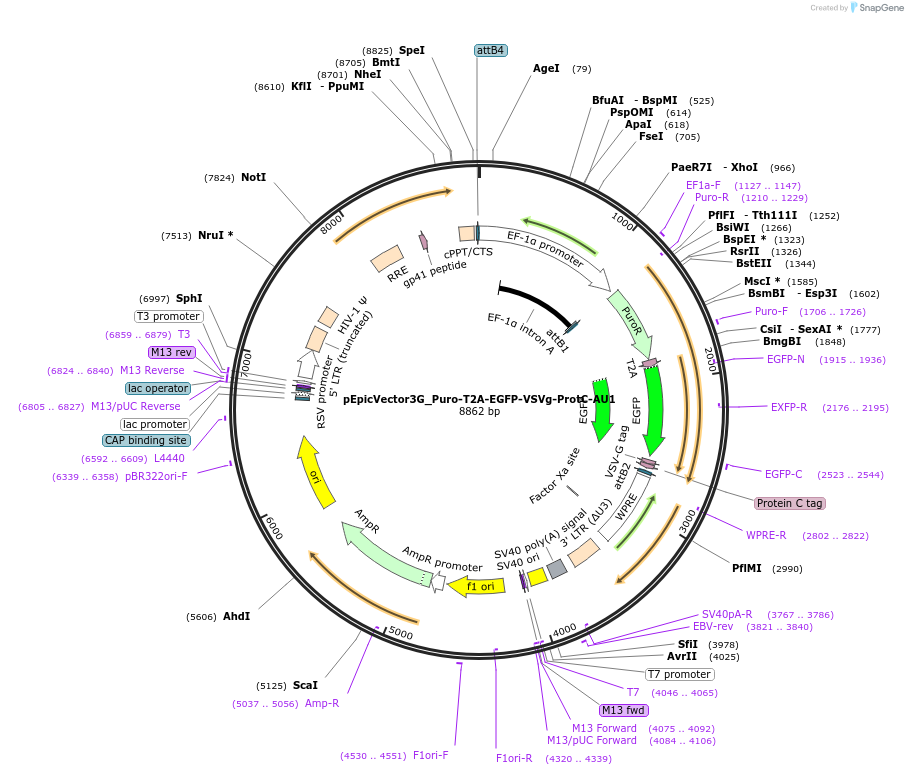 162085-plasmid-map-sequence-id-318143