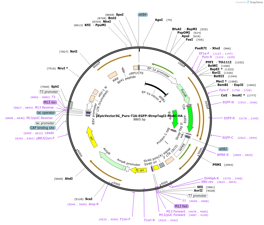 162089-plasmid-map-sequence-id-318153