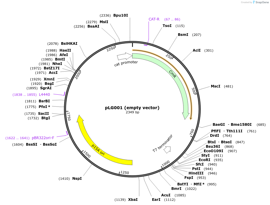 157879-plasmid-map-sequence-id-318166