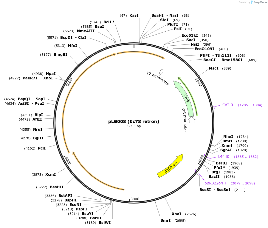 157886-plasmid-map-sequence-id-318167