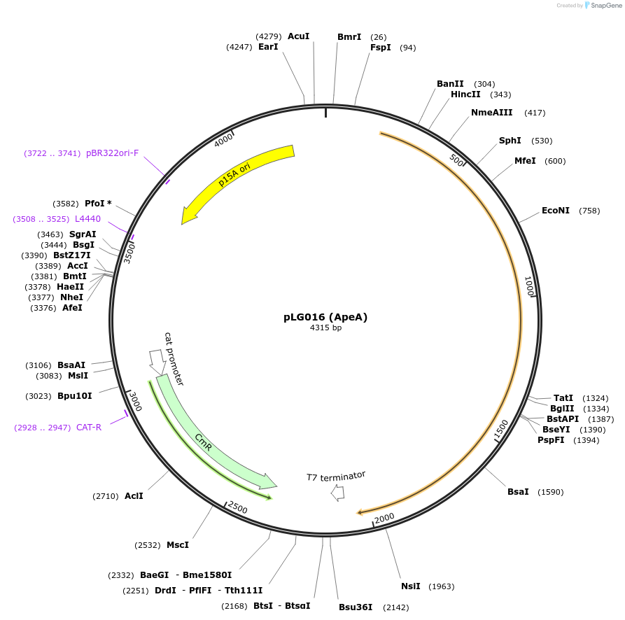 157894-plasmid-map-sequence-id-318171