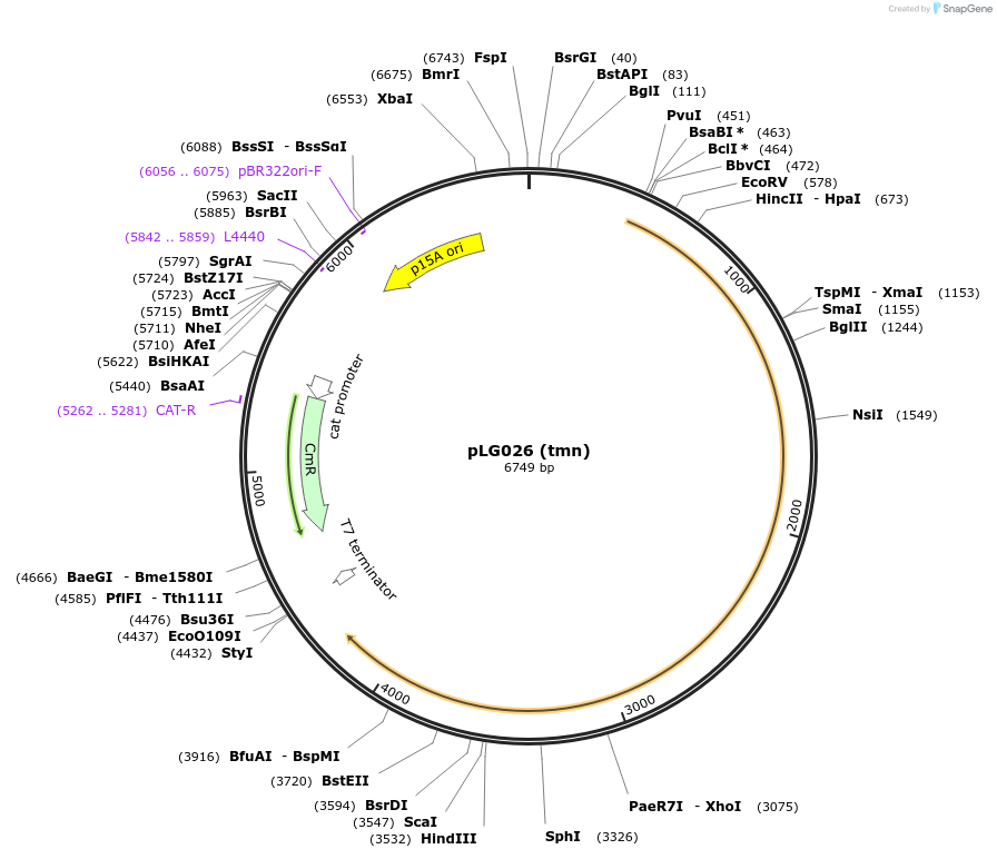157904-plasmid-map-sequence-id-318172