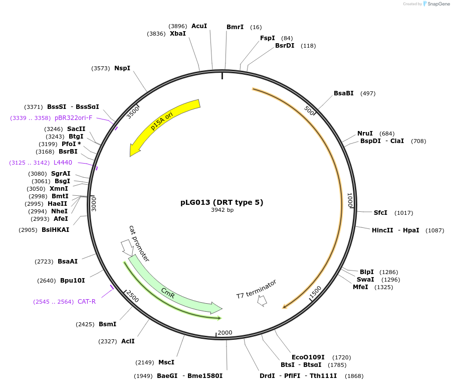 157891-plasmid-map-sequence-id-318173