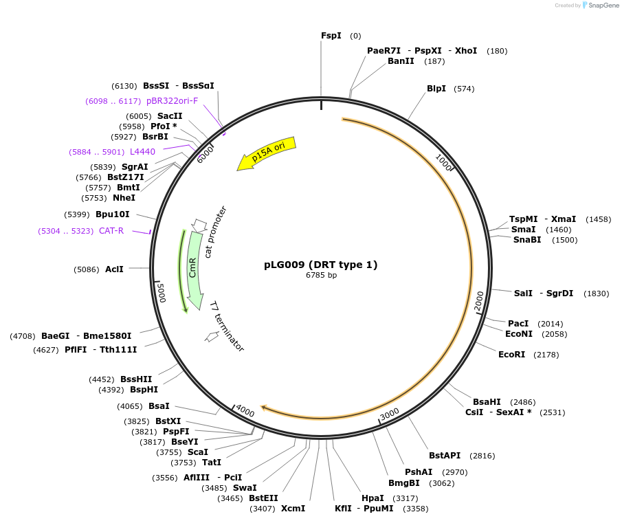 157887-plasmid-map-sequence-id-318174
