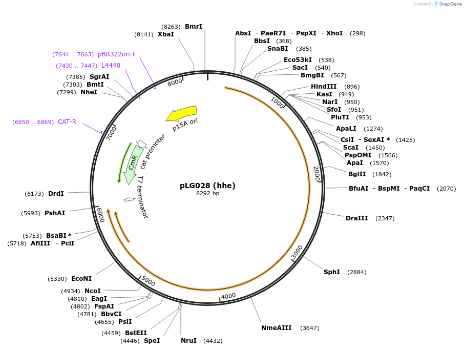 157906-plasmid-map-sequence-id-318175