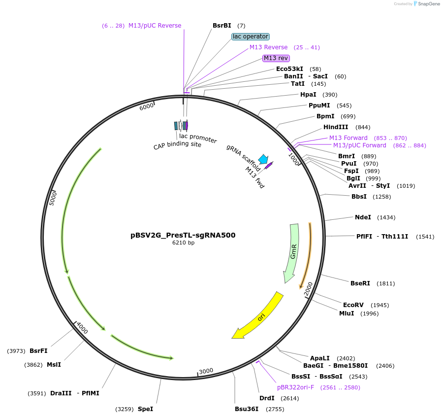 149617-plasmid-map-sequence-id-318185