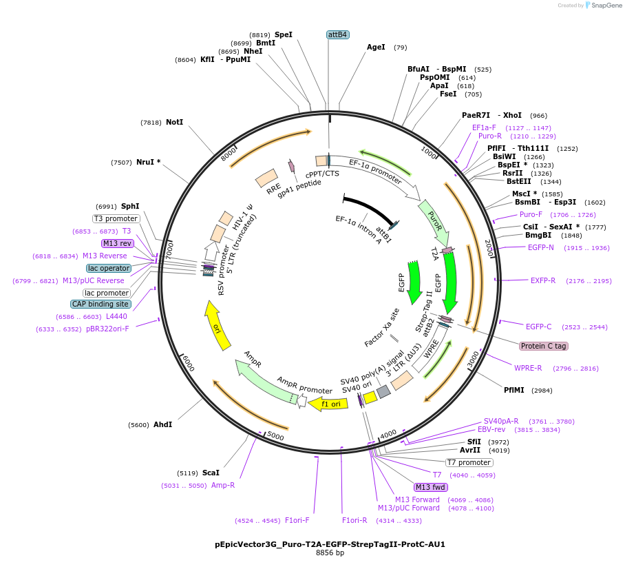 162091-plasmid-map-sequence-id-318186