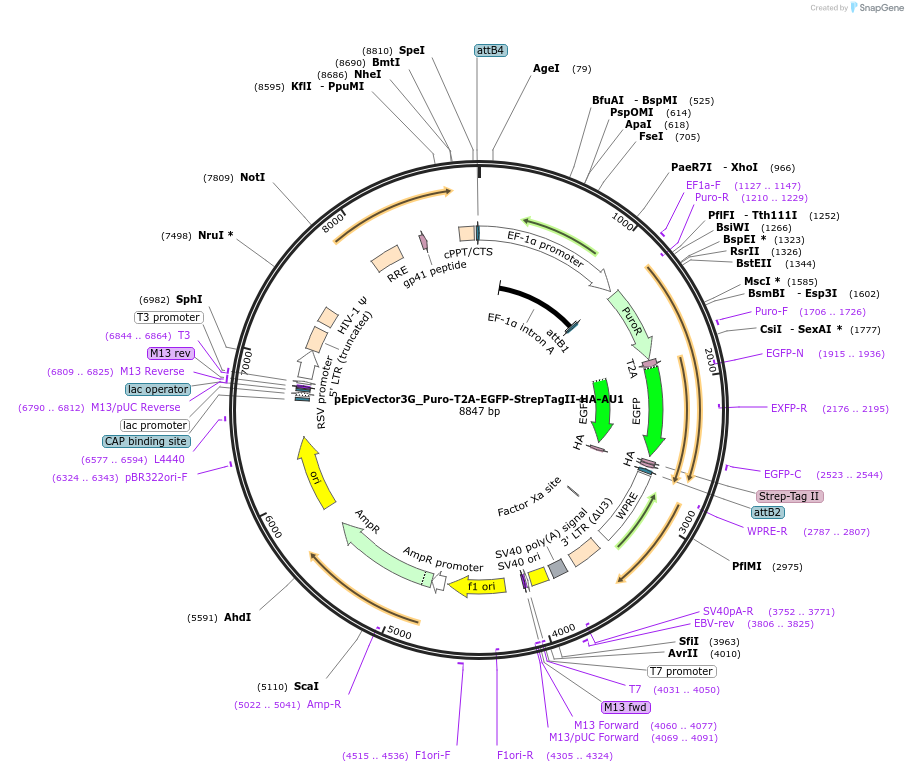 162093-plasmid-map-sequence-id-318188