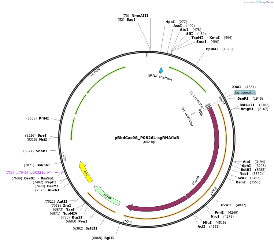149648-plasmid-map-sequence-id-318193
