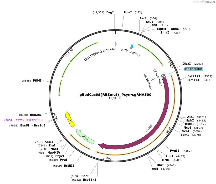 149576-plasmid-map-sequence-id-318194
