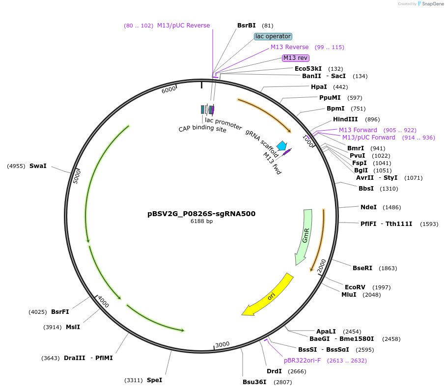 149618-plasmid-map-sequence-id-318251