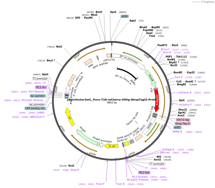 162099-plasmid-map-sequence-id-318253