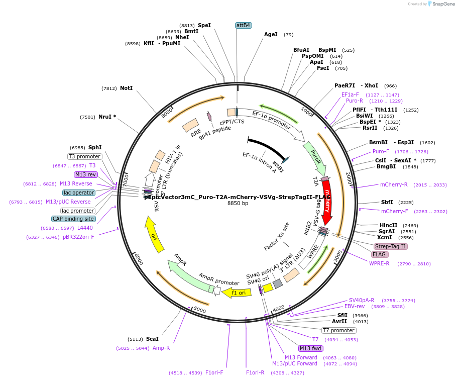 162101-plasmid-map-sequence-id-318258