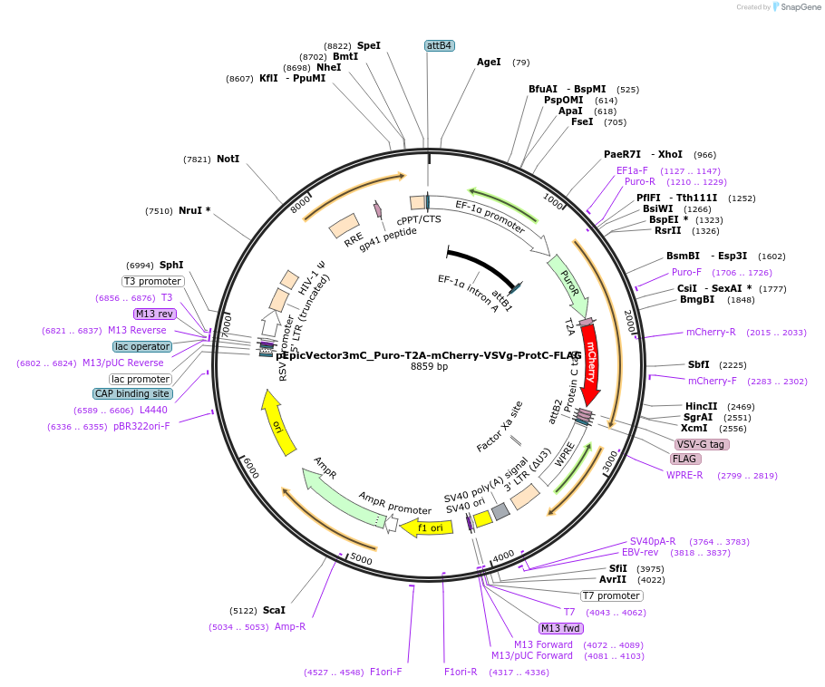 162104-plasmid-map-sequence-id-318262