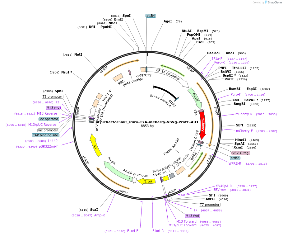 162105-plasmid-map-sequence-id-318263