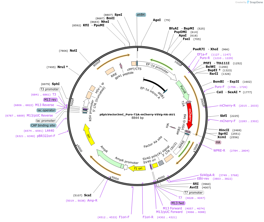 162107-plasmid-map-sequence-id-318269