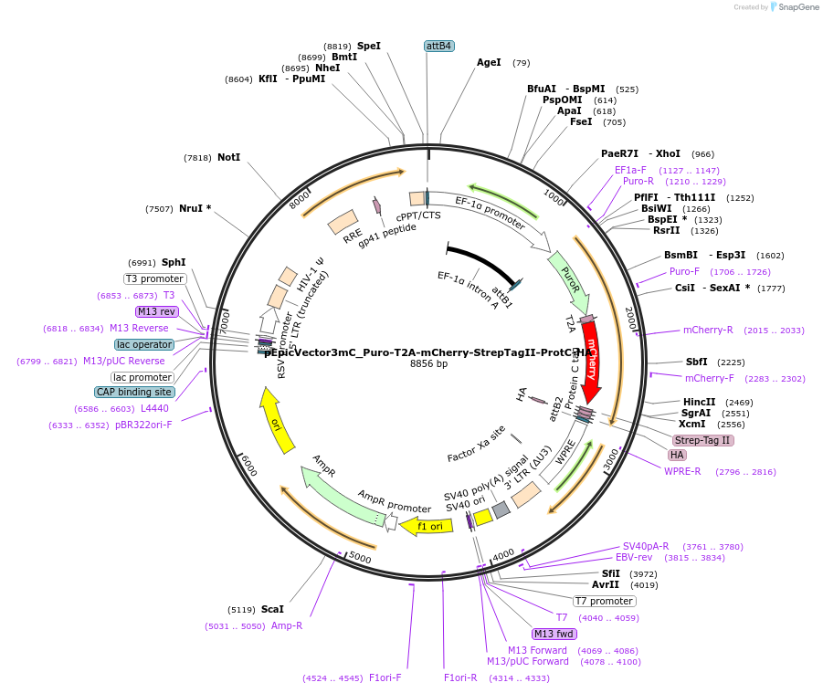 162109-plasmid-map-sequence-id-318297
